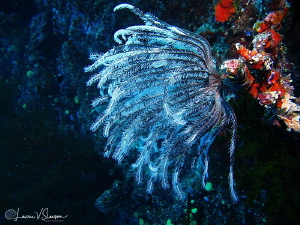 Crinoid on a Wall/Photographed with a Canon G11 at Wanana... by Laurie Slawson 